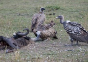 Ruppells Griffon Vulture_ANL_4132